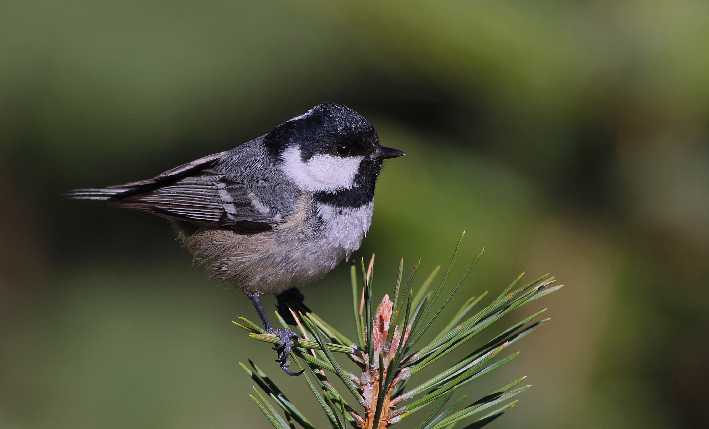 Coal Tit